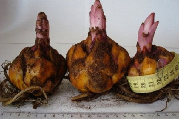 Kraken onion